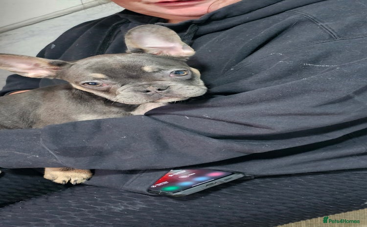 French Bulldog dogs - Advert 3