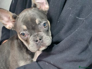 French Bulldog dogs 4 KC REG FRENCH BULLDOGS - Advert 14