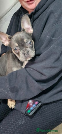 French Bulldog dogs - Advert 3