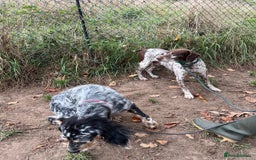 German Shorthaired Pointer dogs for adoption: Romero - Image 7