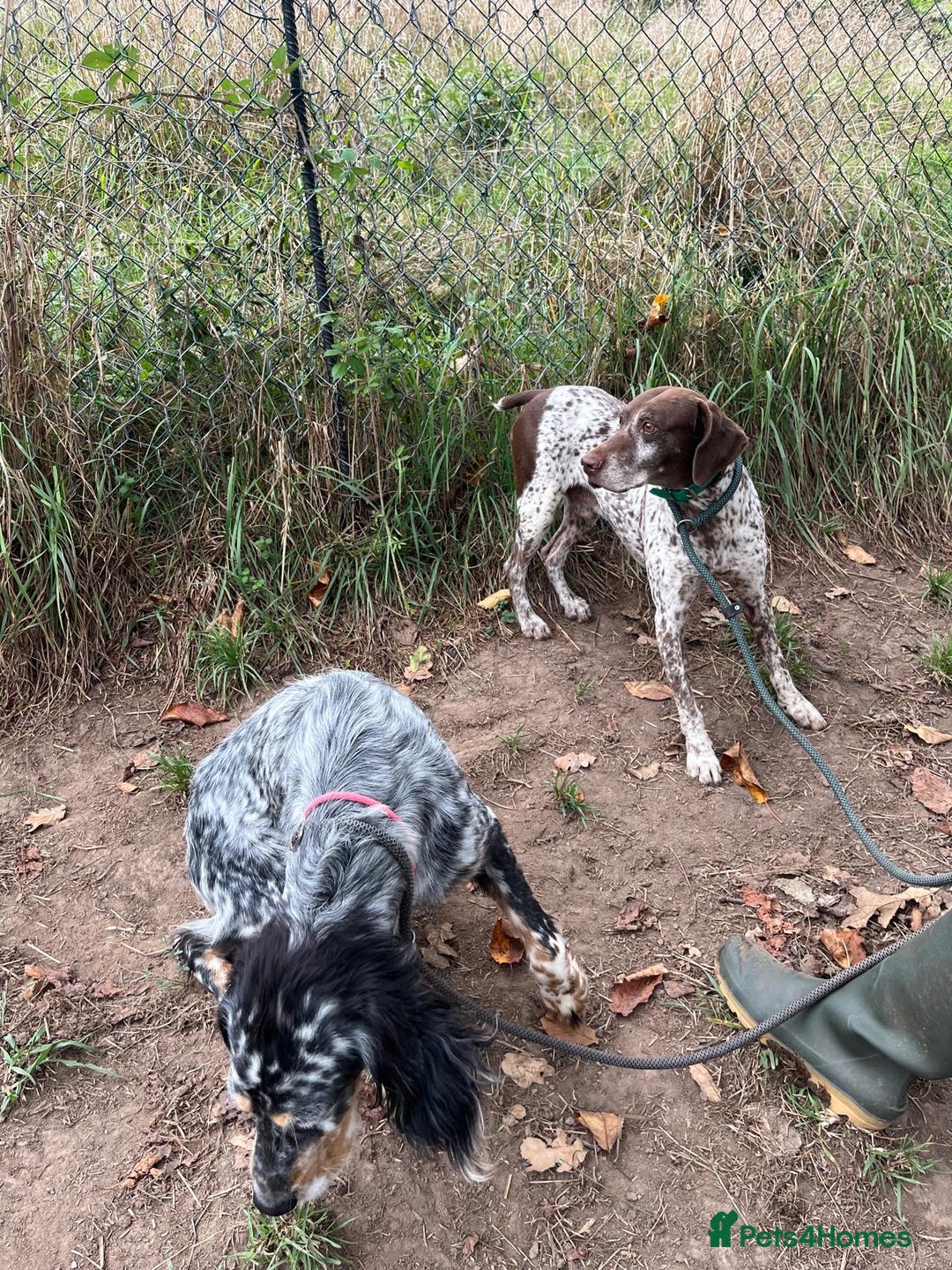 German Shorthaired Pointer dogs for adoption: Romero - Image 7