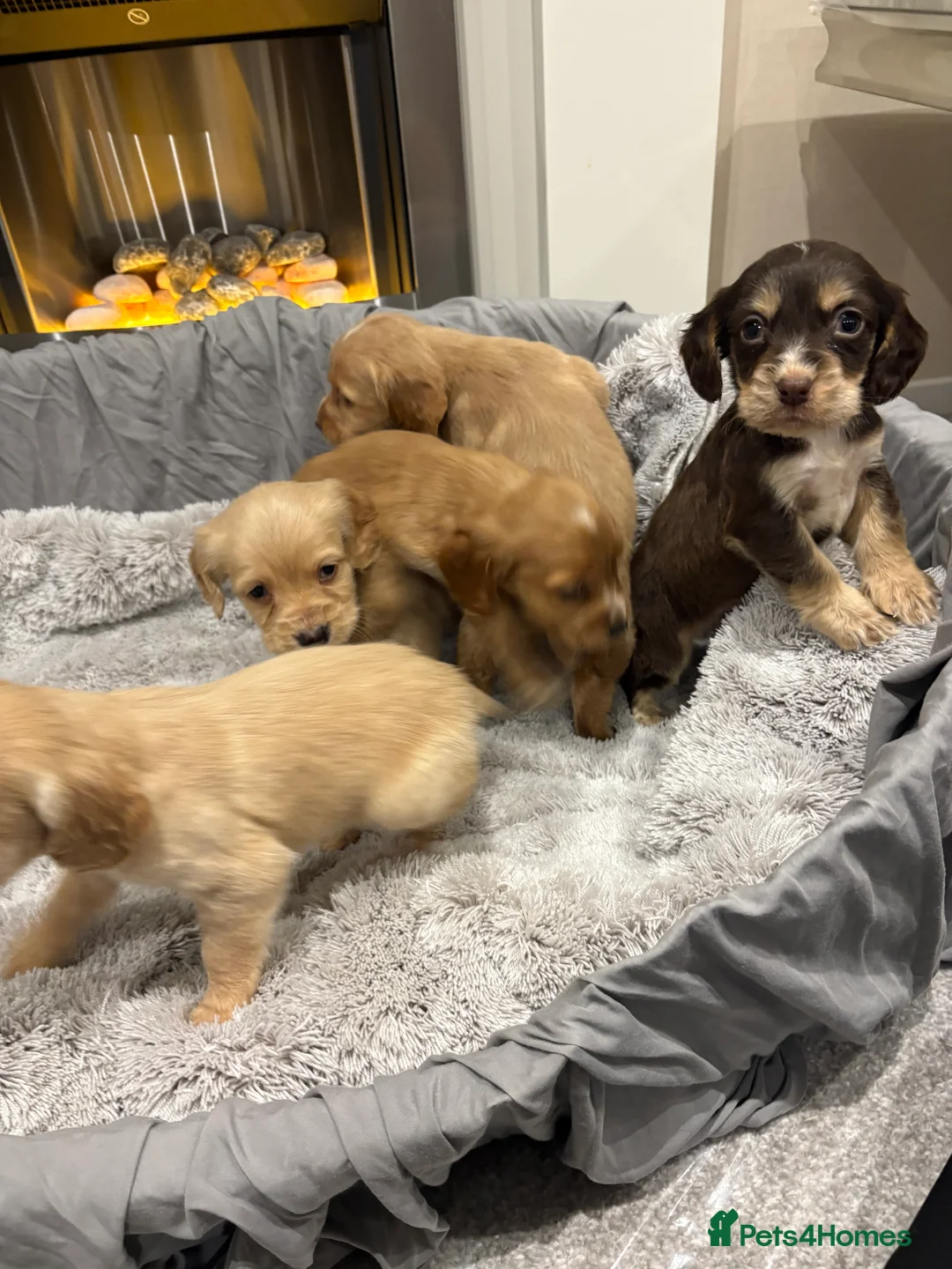 Cockapoo dogs for sale: F1 cockapoo - Advert 18