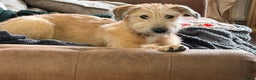 Mixed Breed dogs for sale: Greyhound cross wolfhound lurc 5months old puppy  - Advert 1