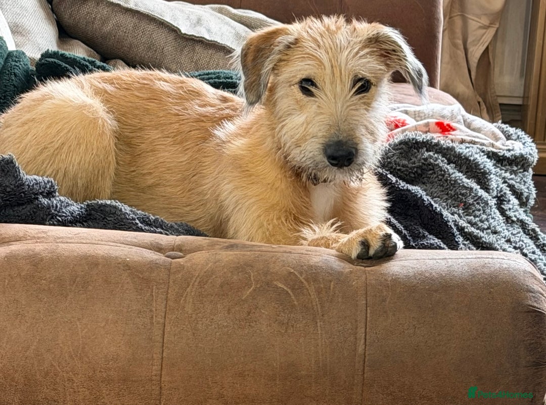 Mixed Breed dogs for sale: Greyhound cross wolfhound lurc 5months old puppy  - Advert 1