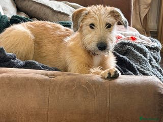 Mixed Breed dogs Greyhound cross wolfhound lurc 5months old puppy - Advert 3