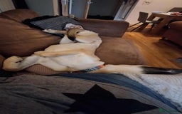 Mixed Breed dogs for adoption: Sallie – 10 months old, Female, Mixed Breed Pup - Advert 9