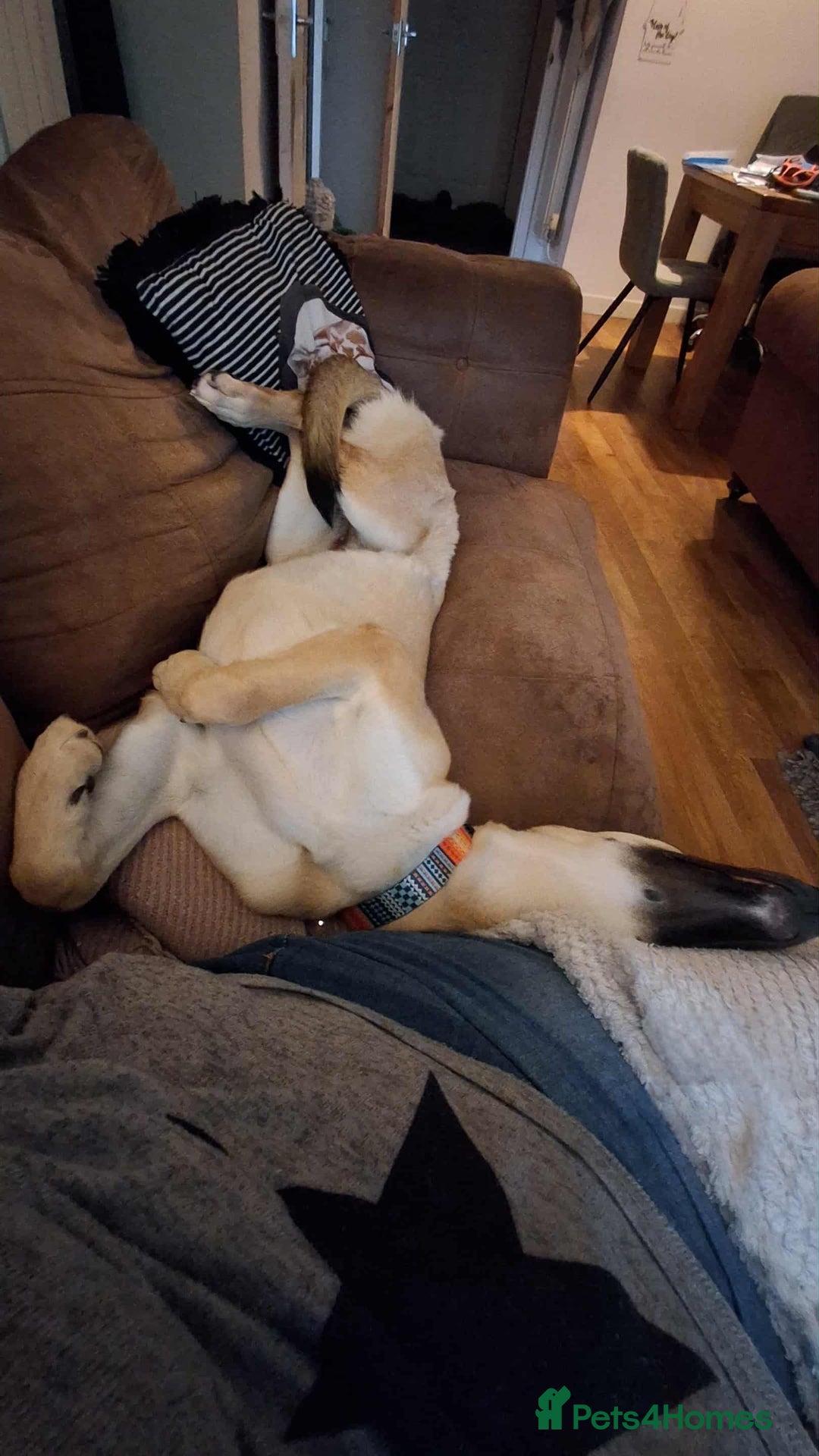 Mixed Breed dogs for adoption: Sallie – 10 months old, Female, Mixed Breed Pup - Advert 9