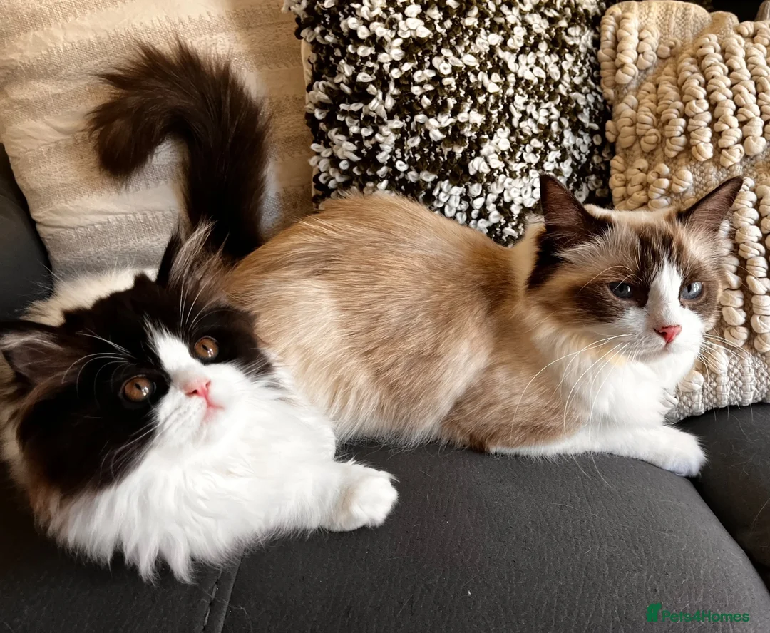 Ragdoll cats for sale: Last Ragdoll x Persian female available! - Advert 1