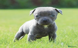 Staffordshire Bull Terrier dogs for sale: 23 years experience,5⭐️RATED Licensed & Registered - Image 7