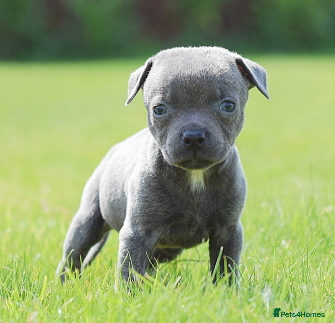 Staffordshire Bull Terrier dogs for sale: 23 years experience,5⭐️RATED Licensed & Registered - Image 7