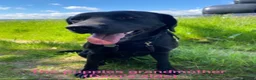 Labrador Retriever dogs for sale: Beautiful female Labrador puppy - last one left - Advert 18