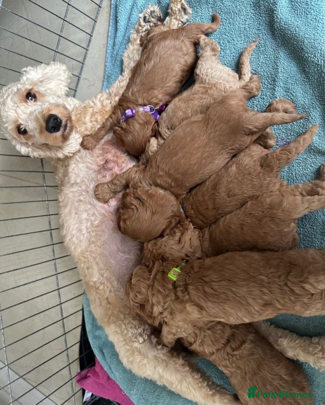 Cavalier King Charles Spaniel dogs Gorgeous F2b Cockapoo Puppies  3 Available  - Advert 5