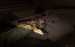 Boa Snake reptiles for sale: Brother and sister with tanks  - Advert 9