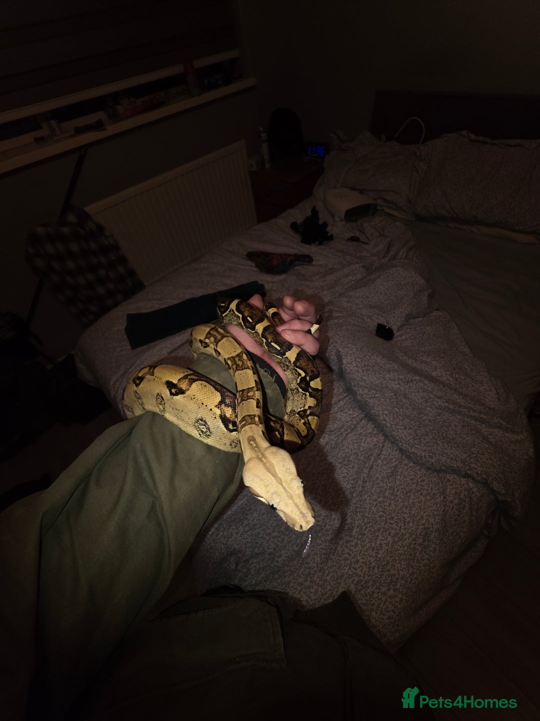 Boa Snake reptiles for sale: Brother and sister with tanks  - Advert 9