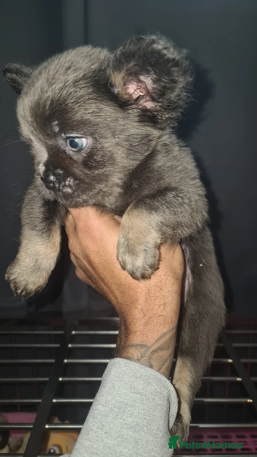 French Bulldog dogs for sale: ✨ Enchanted Frenchie Puppies Ready Now! ✨ - Advert 25