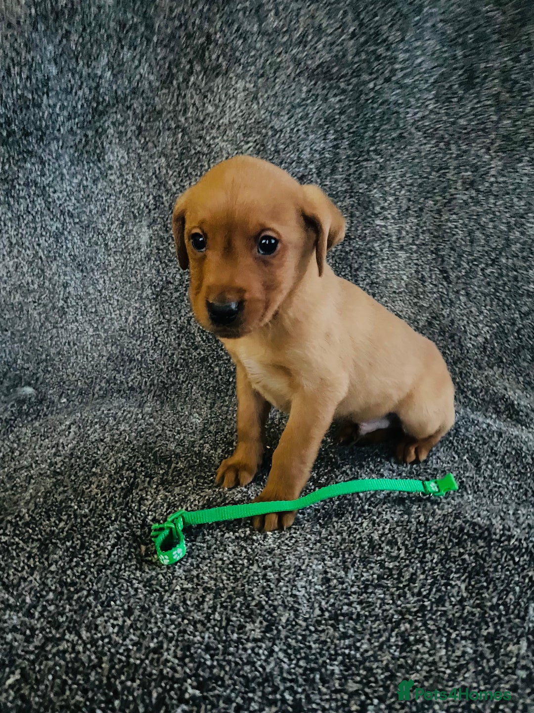 Labrador Retriever dogs for sale: Fox Red KC Reg Labrador Pups - Advert 8