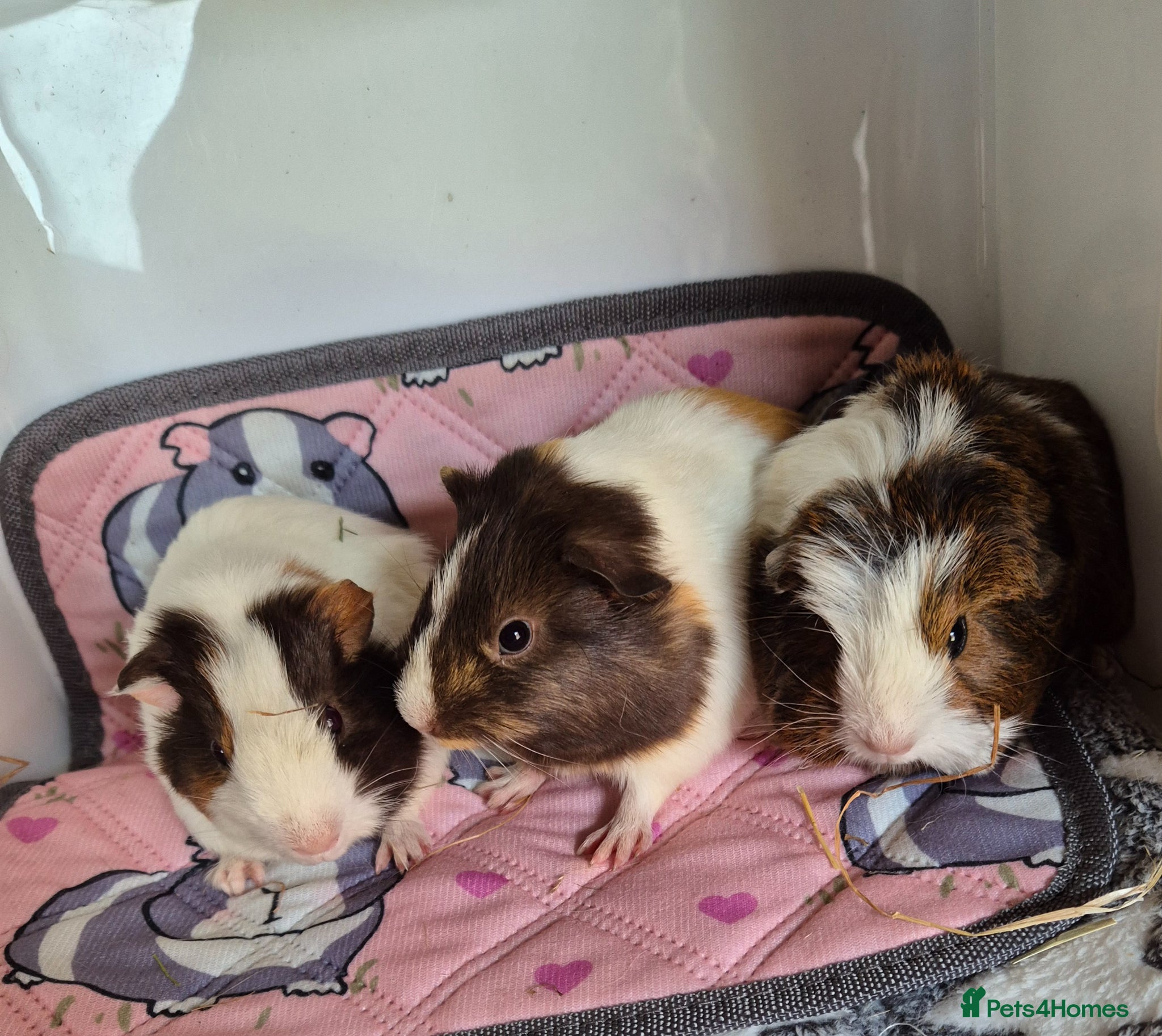 Guinea Pig rodents Female Baby Guinea Pigs Teddies Funkies Smooths - Advert 8