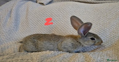 Continental Giant rabbits - Advert 8