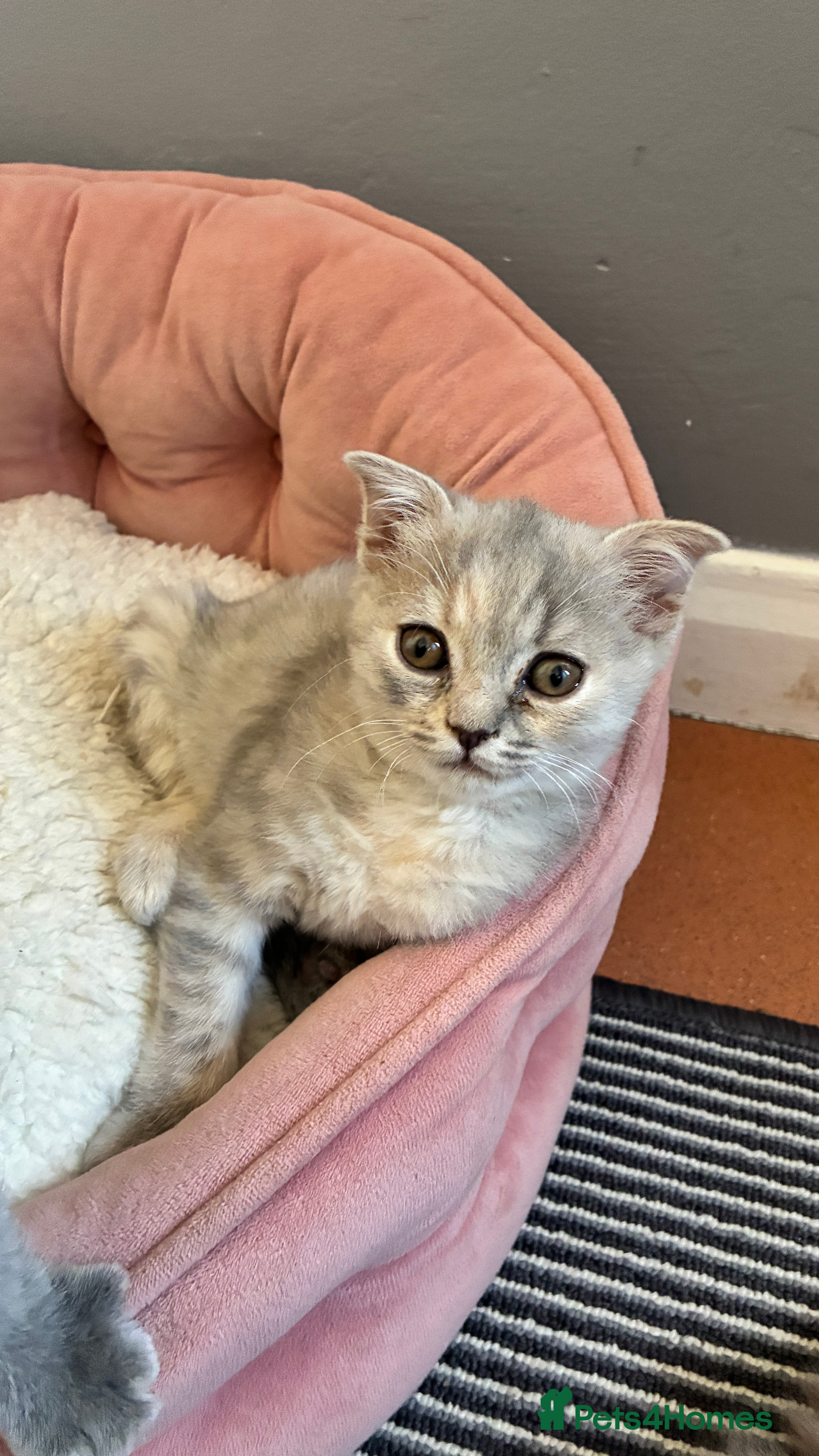 Scottish Fold cats Stunning Scottish Fold/straight Kittens - Advert 2