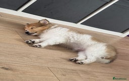 Shetland Sheepdog dogs for sale: shetland sheepdog  - Image 2
