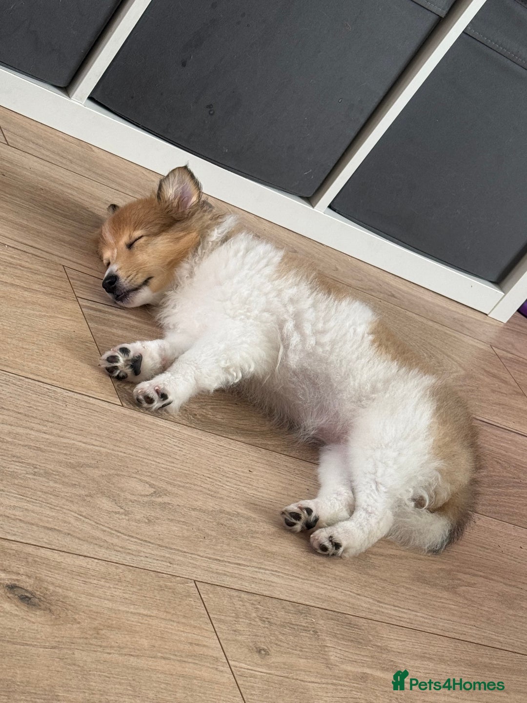 Shetland Sheepdog dogs for sale: shetland sheepdog  - Image 2