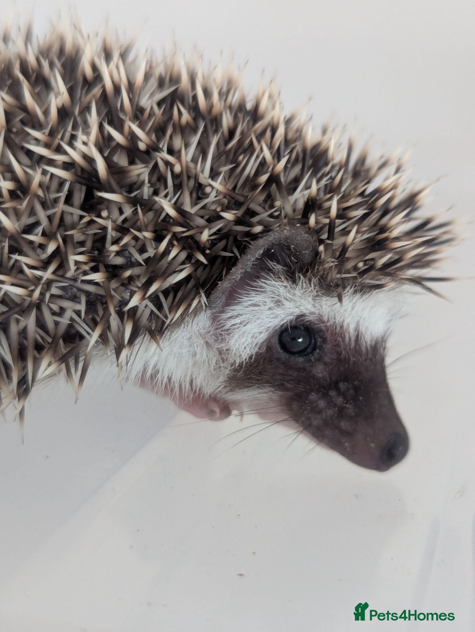 Pygmy Hedgehog rodents Beautiful Little Hoglets Ready to Reserve Now - Advert 1