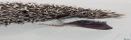 Pygmy Hedgehog rodents for sale: Beautiful Female Hoglets Ready Now 8 weeks old!!! - Advert 17