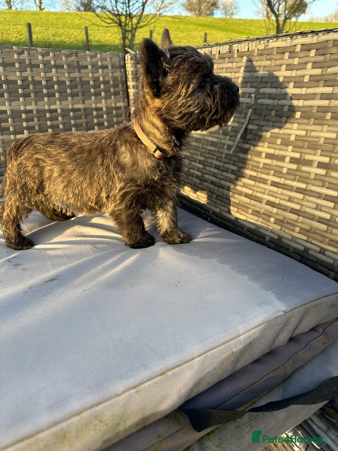 Cairn Terrier dogs for sale: Quality Beautiful KC Reg Cairn Terrier Puppies.  - Advert 35