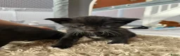 Mixed Breed cats for sale: Black and white kittens for sale - Advert 6