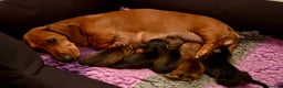 Miniature Dachshund dogs for sale: Vanitonia Miniature Smooth Dachshunds   - Advert 2