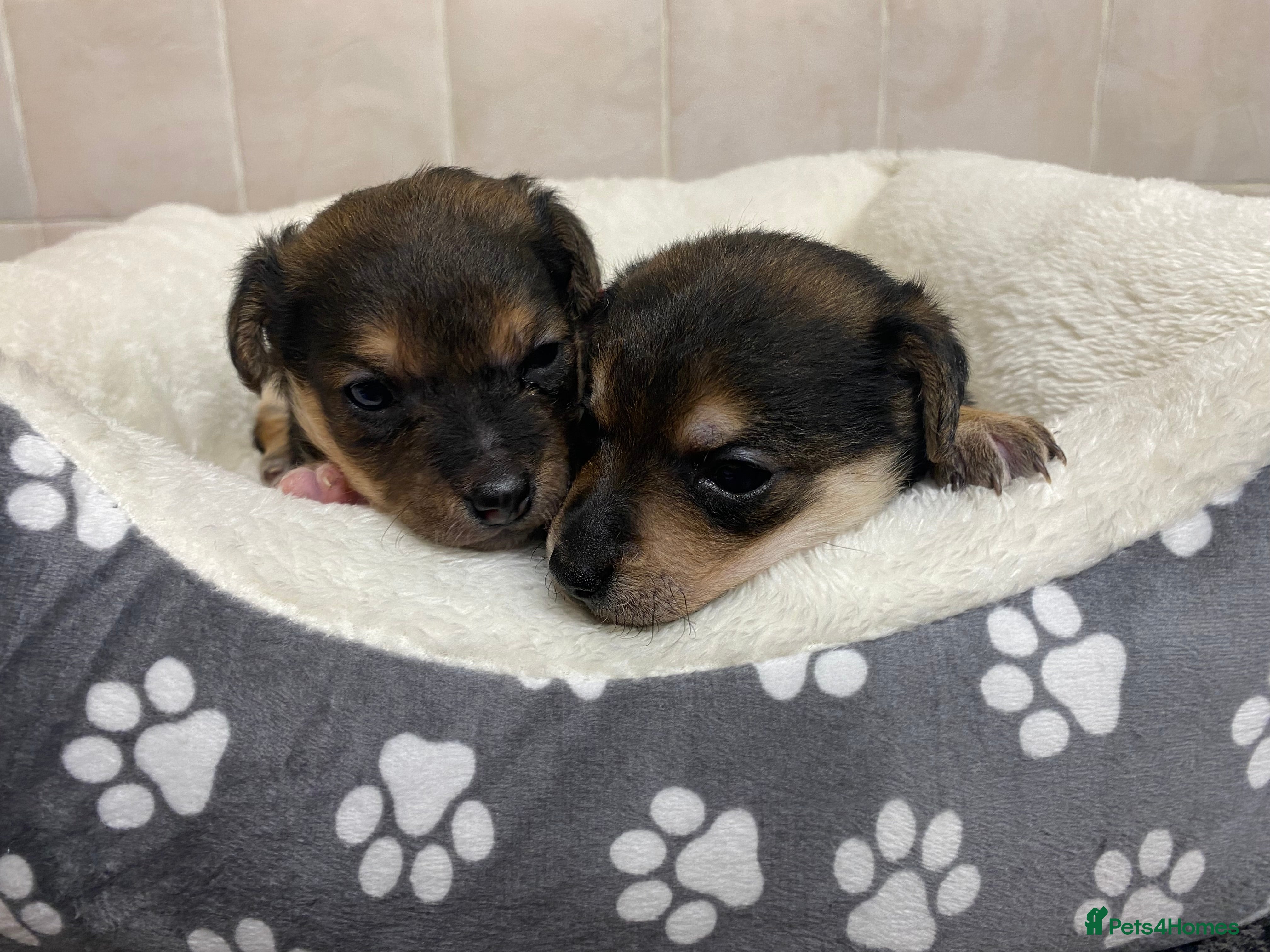 Jack Russell dogs Jack Russell puppies  - Advert 3