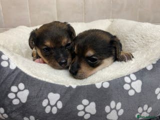 Jack Russell dogs Jack Russell puppies - Advert 3