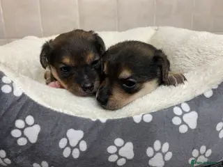 Jack Russell dogs Jack Russell puppies - Advert 1