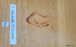 Snake reptiles for sale: Western Hognose CB25 babies UPDATED - Image 1