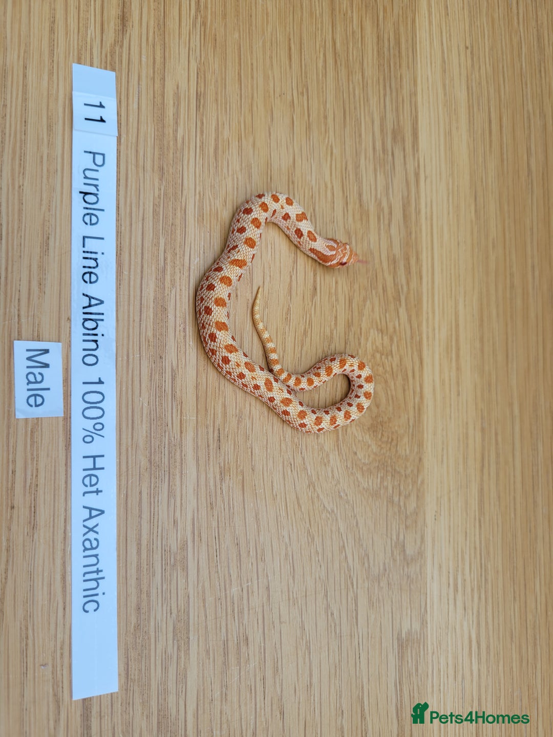 Snake reptiles for sale: Western Hognose CB25 babies UPDATED - Image 1