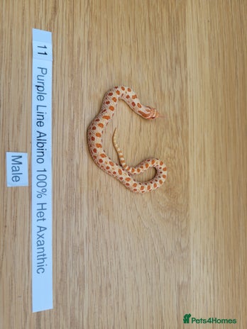 Snake reptiles for sale - Advert 1