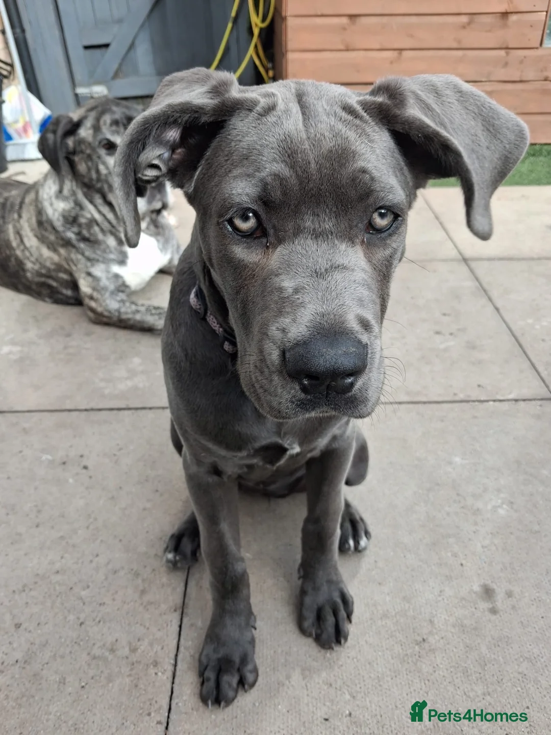 Cane Corso dogs for sale: 13 week old beautiful cane corso female pup  - Advert 2