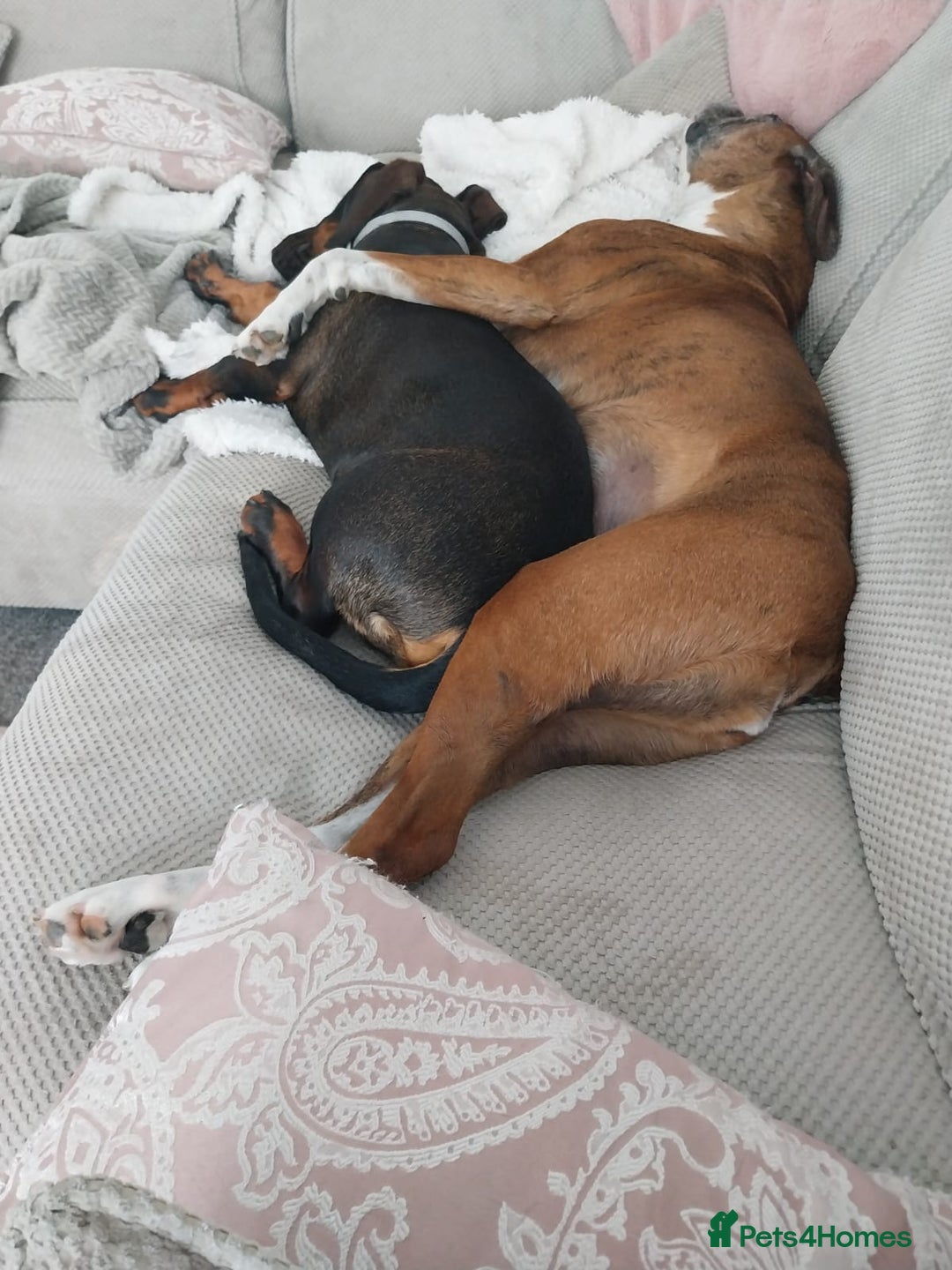 Mixed Breed dogs for sale: Looking for new home!  - Image 8