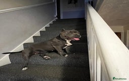American Bully dogs for sale: Pocket bullies puppies for sale - Image 12