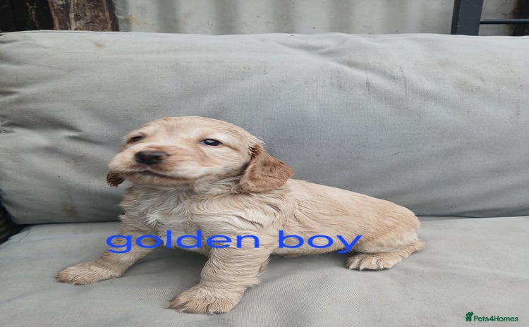 Cocker Spaniel dogs - Advert 2