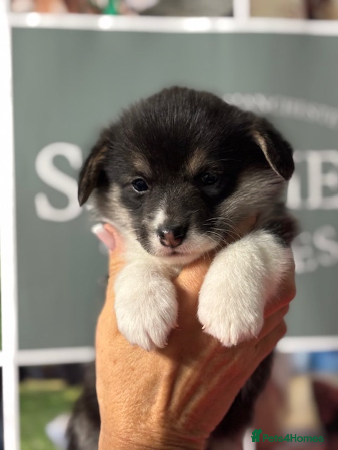 Welsh Corgi Pembroke dogs for sale: Tri coloured quality pedigree puppies available - Advert 12