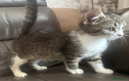 Mixed Breed cats for sale: Maincoon x Scottish fold  - Image 11