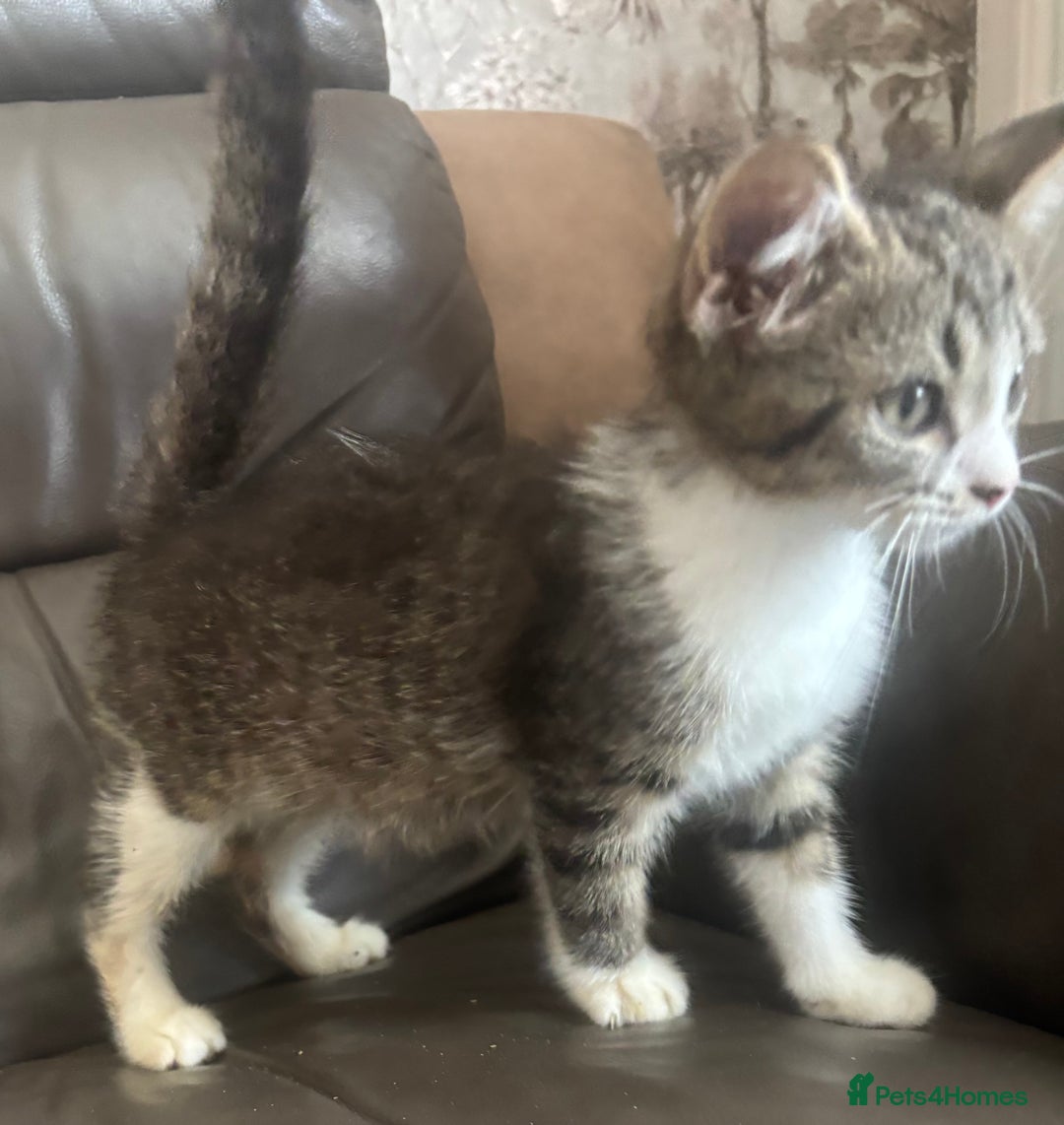 Mixed Breed cats for sale: Maincoon x Scottish fold  - Image 11