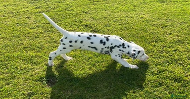 Dalmatian dogs - Advert 8