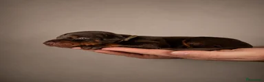 Dobermann 3
