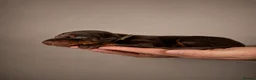Dobermann dogs for sale:     ✨Carefully Planned KC Registered litter ✨  - Advert 3