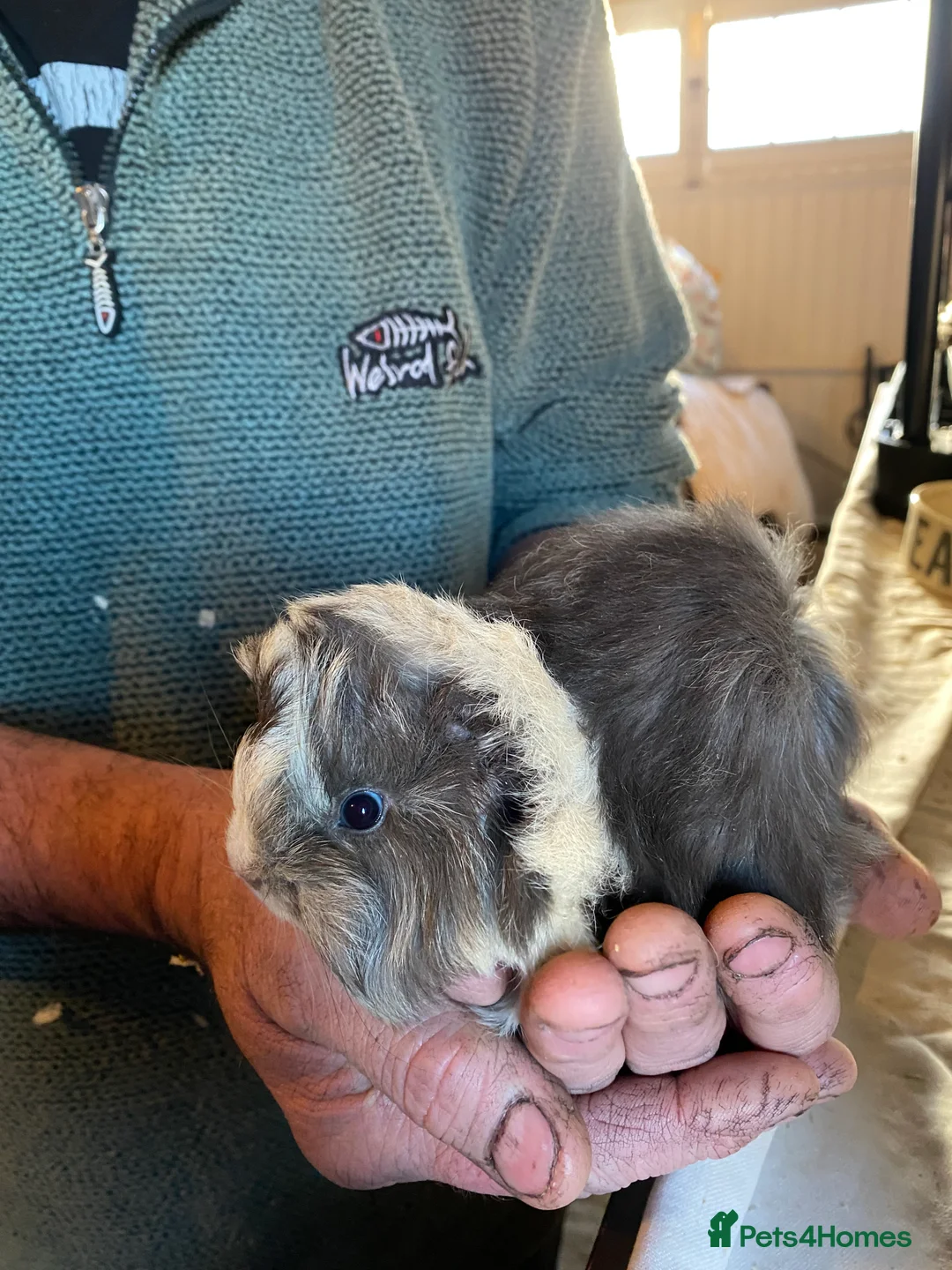 Guinea Pig rodents for sale: Peruvian Guinea pigs  - Advert 8