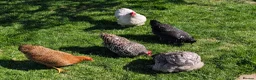 Chickens poultry for sale: Five bantams hens in Birmingham - Advert 1