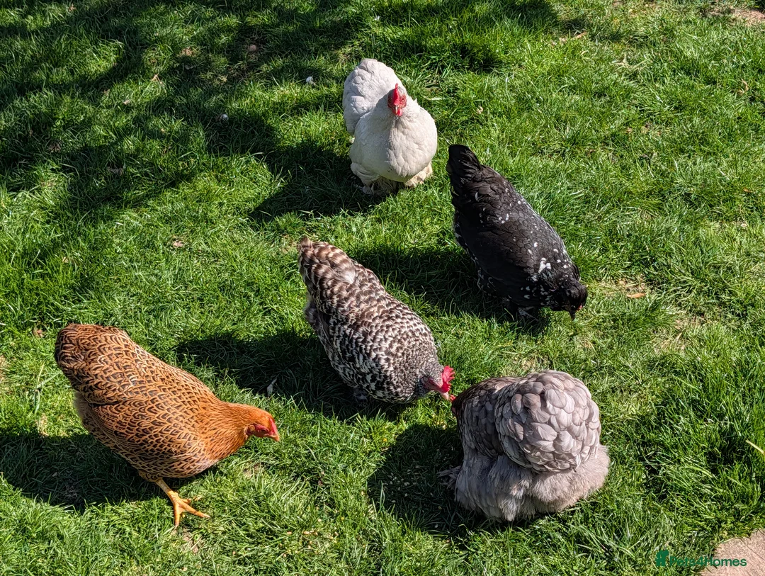 Chickens poultry for sale: Five bantams hens in Birmingham - Advert 1