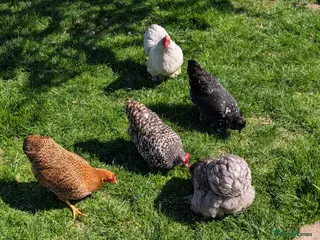 Chickens poultry Five bantams hens - Advert 1